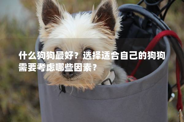 什么狗狗最好？選擇適合自己的狗狗需要考慮哪些因素？