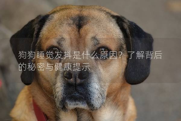 狗狗睡覺發抖是什么原因？了解背后的秘密與健康提示