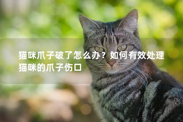 貓咪爪子破了怎么辦？如何有效處理貓咪的爪子傷口