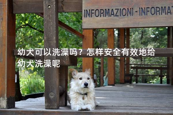 幼犬可以洗澡嗎？怎樣安全有效地給幼犬洗澡呢