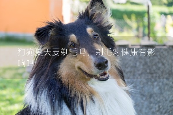狗狗夏天要剃毛嗎，剃毛對健康有影響嗎