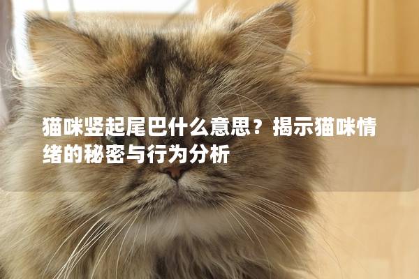 貓咪豎起尾巴什么意思？揭示貓咪情緒的秘密與行為分析