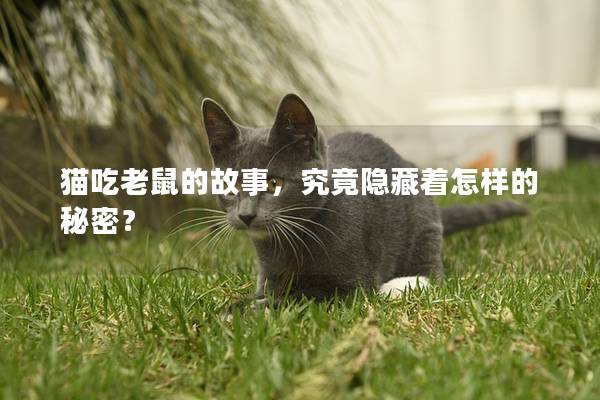 貓吃老鼠的故事，究竟隱藏著怎樣的秘密？