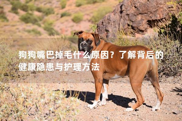 狗狗嘴巴掉毛什么原因？了解背后的健康隱患與護理方法