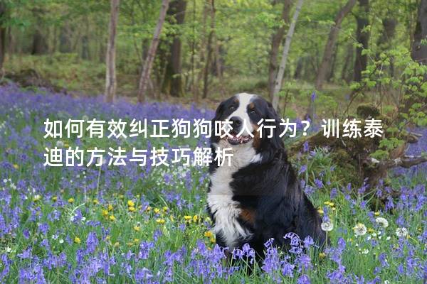 如何有效糾正狗狗咬人行為？訓(xùn)練泰迪的方法與技巧解析