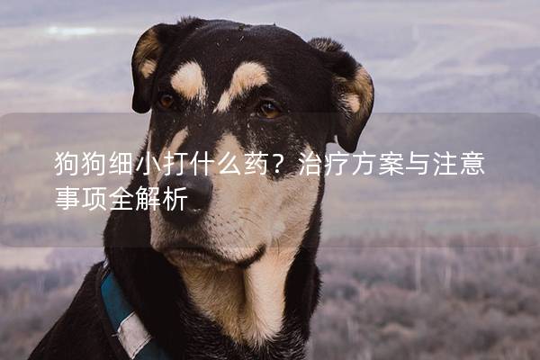 狗狗細小打什么藥？治療方案與注意事項全解析
