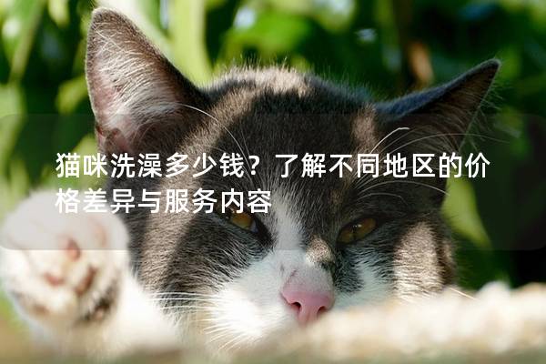 貓咪洗澡多少錢？了解不同地區的價格差異與服務內容