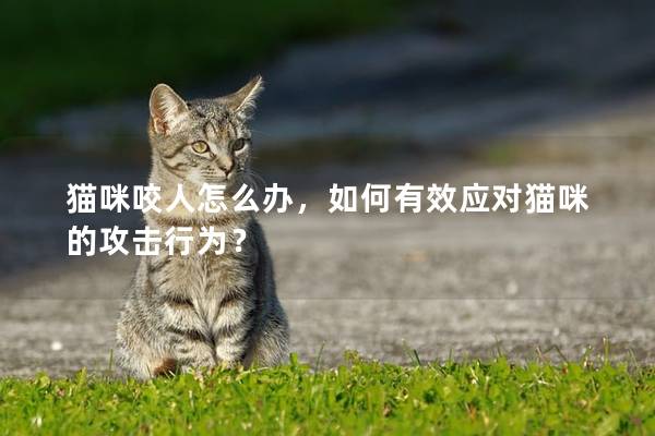 貓咪咬人怎么辦，如何有效應對貓咪的攻擊行為？
