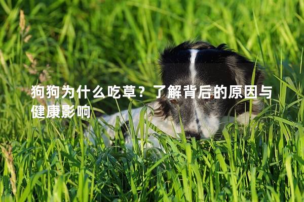 狗狗為什么吃草？了解背后的原因與健康影響