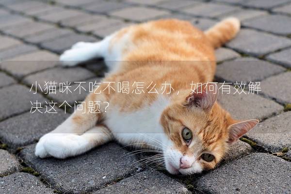 小貓咪不吃不喝怎么辦，如何有效解決這個問題？
