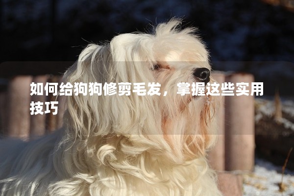 如何給狗狗修剪毛發(fā)，掌握這些實用技巧