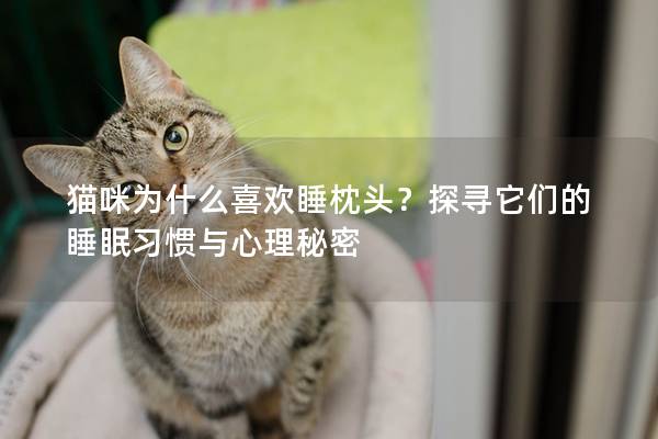 貓咪為什么喜歡睡枕頭？探尋它們的睡眠習慣與心理秘密