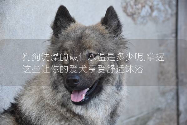 狗狗洗澡的最佳水溫是多少呢,掌握這些讓你的愛犬享受舒適沐浴 狗狗洗澡的最佳水溫是多少呢,掌握這些讓你的愛犬享受舒適沐浴