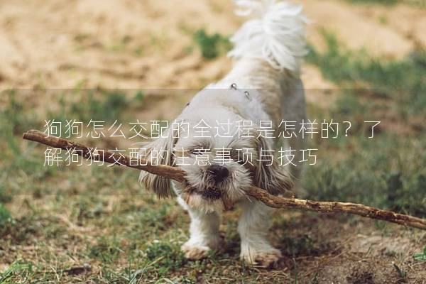 狗狗怎么交配的全過程是怎樣的？了解狗狗交配的注意事項(xiàng)與技巧