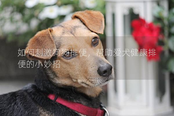如何刺激狗狗排便，幫助愛犬健康排便的小妙招