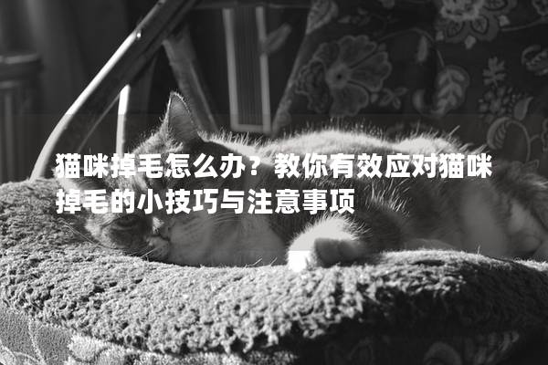 貓咪掉毛怎么辦？教你有效應對貓咪掉毛的小技巧與注意事項