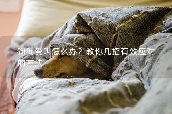 狗狗愛叫怎么辦？教你幾招有效應(yīng)對的方法