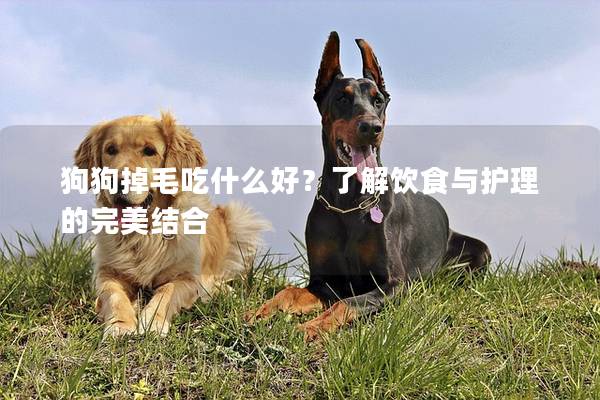 狗狗掉毛吃什么好？了解飲食與護理的完美結合