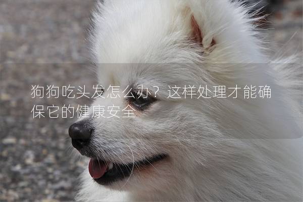 狗狗吃頭發怎么辦？這樣處理才能確保它的健康安全
