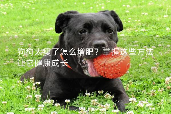 狗狗太瘦了怎么增肥？掌握這些方法讓它健康成長(zhǎng)