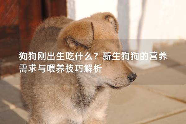 狗狗剛出生吃什么?新生狗狗的營養需求與喂養技巧解析 狗狗剛出生吃什么?新生狗狗的營養需求與喂養技巧解析