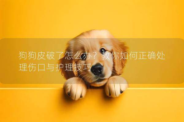 狗狗皮破了怎么辦？教你如何正確處理傷口與護理技巧