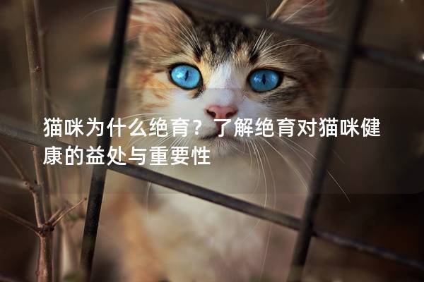 貓咪為什么絕育？了解絕育對貓咪健康的益處與重要性