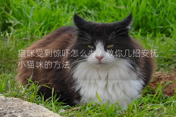 貓咪受到驚嚇怎么辦？教你幾招安撫小貓咪的方法
