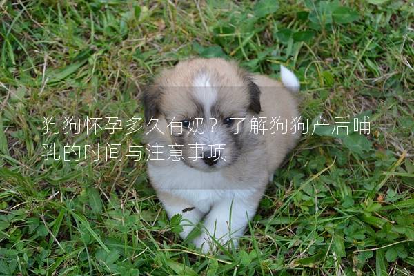 狗狗懷孕多久有奶？了解狗狗產(chǎn)后哺乳的時(shí)間與注意事項(xiàng)