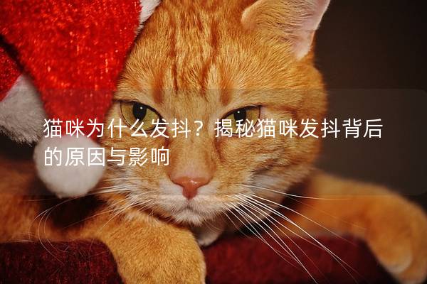 貓咪為什么發(fā)抖？揭秘貓咪發(fā)抖背后的原因與影響