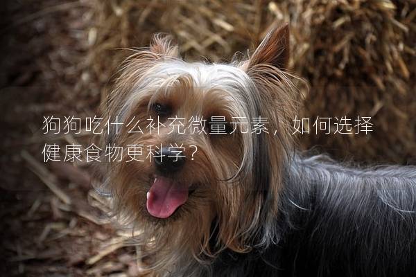 狗狗吃什么補充微量元素，如何選擇健康食物更科學？