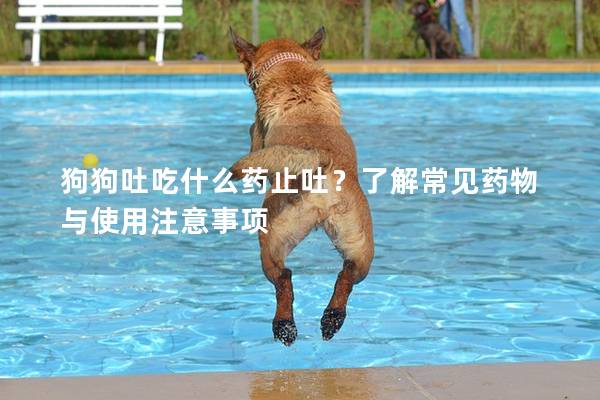 狗狗吐吃什么藥止吐？了解常見藥物與使用注意事項