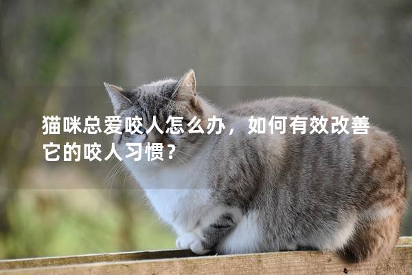 貓咪總愛咬人怎么辦，如何有效改善它的咬人習慣？