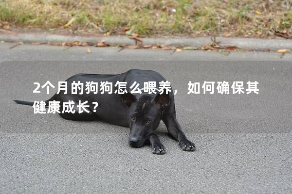 2個月的狗狗怎么喂養,如何確保其健康成長? 2個月的狗狗怎么喂養,如何確保其健康成長?