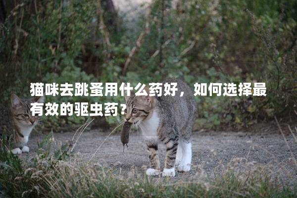 貓咪去跳蚤用什么藥好，如何選擇最有效的驅蟲藥？