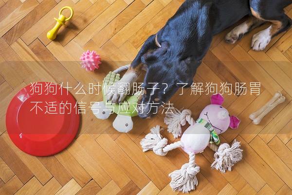 狗狗什么時候翻腸子？了解狗狗腸胃不適的信號與應對方法