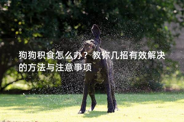 狗狗積食怎么辦？教你幾招有效解決的方法與注意事項