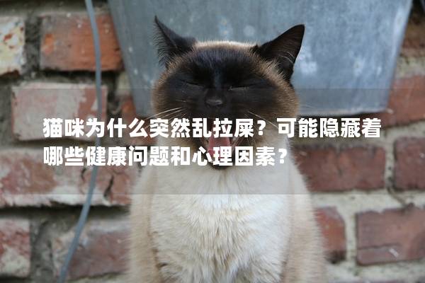 貓咪為什么突然亂拉屎？可能隱藏著哪些健康問題和心理因素？