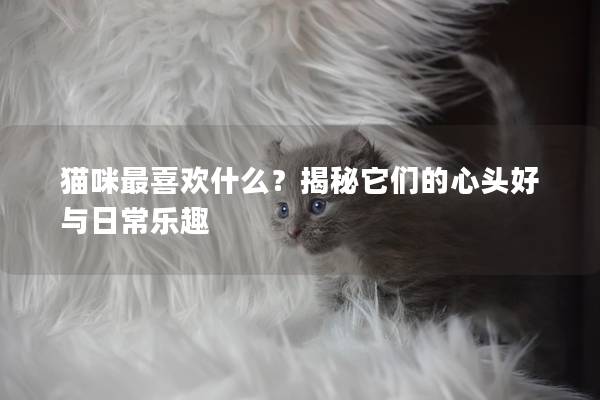 貓咪最喜歡什么？揭秘它們的心頭好與日常樂趣