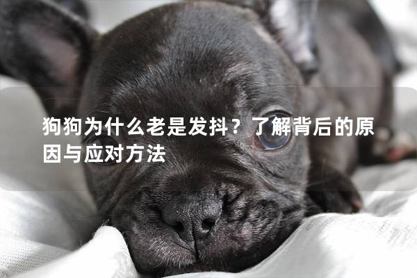 狗狗為什么老是發抖？了解背后的原因與應對方法
