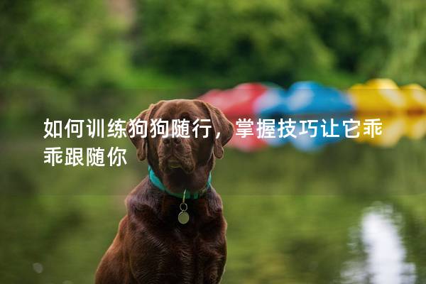 如何訓練狗狗隨行，掌握技巧讓它乖乖跟隨你