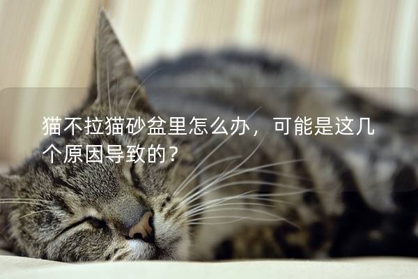 貓不拉貓砂盆里怎么辦，可能是這幾個原因導致的？
