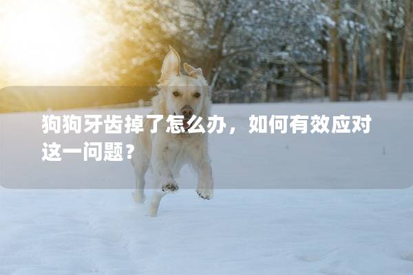 狗狗牙齒掉了怎么辦，如何有效應對這一問題？