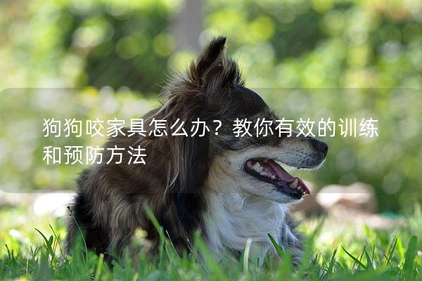 狗狗咬家具怎么辦？教你有效的訓練和預防方法