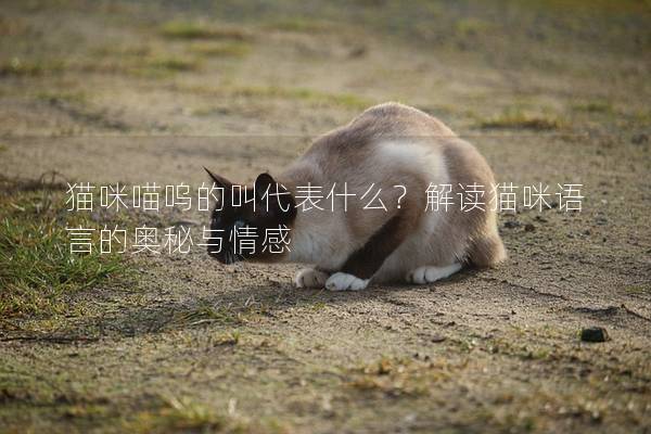 貓咪喵嗚的叫代表什么？解讀貓咪語言的奧秘與情感