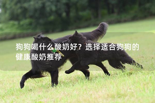 狗狗喝什么酸奶好？選擇適合狗狗的健康酸奶推薦