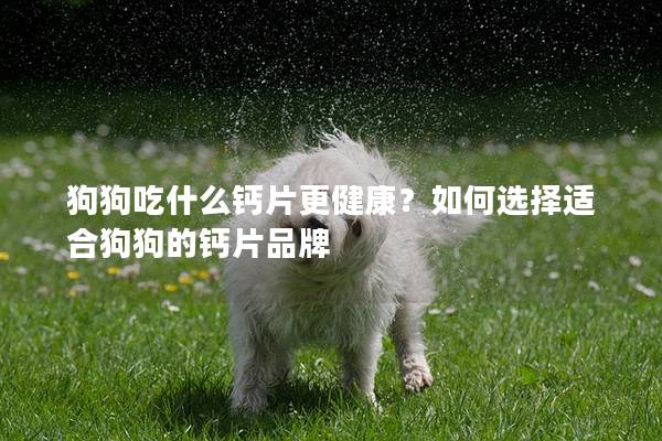 狗狗吃什么鈣片更健康？如何選擇適合狗狗的鈣片品牌