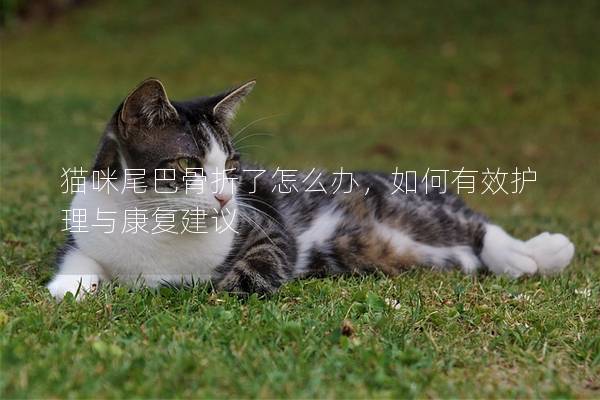 貓咪尾巴骨折了怎么辦，如何有效護理與康復(fù)建議