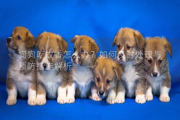 狗狗吃蚊香怎么辦？如何及時處理與預防措施解析