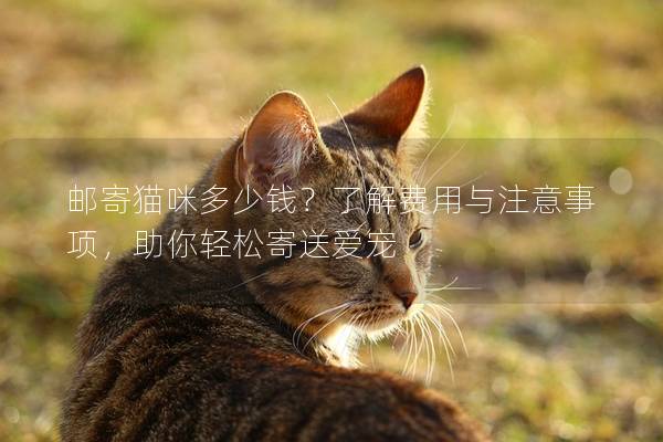 郵寄貓咪多少錢？了解費用與注意事項，助你輕松寄送愛寵